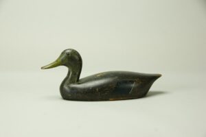William Finch Black Duck